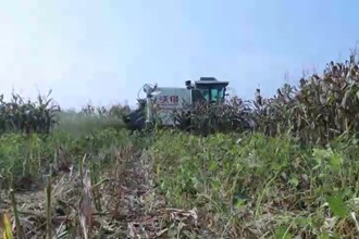 汉寿：玉米“套”大豆 迎来好“丰”景