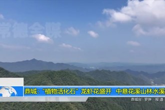 鼎城：“植物活化石”龙虾花盛开 中意花溪山林水溪边