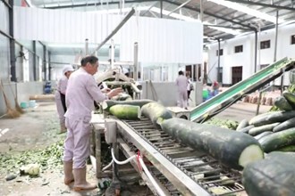 汉寿：果蔬粗加工 延长产业链