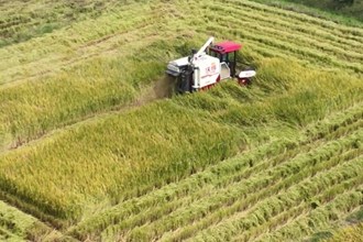 西湖：颗粒归仓好时光 写好秋粮“丰收答卷”