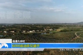 临澧久丰村：6000亩油茶花盛开