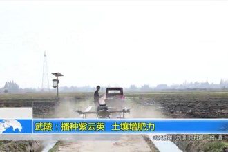 武陵：播种紫云英 土壤增肥力