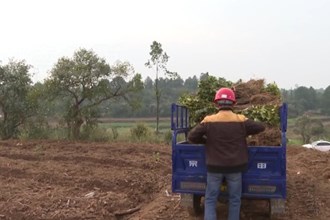 临澧四新岗镇：大力发展油茶产业 为乡村振兴加“油”