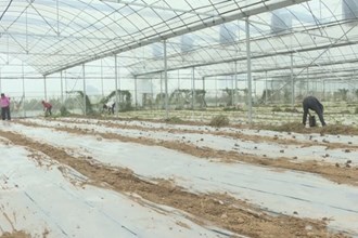 汉寿：育秧大棚种果蔬 接茬轮作促增收