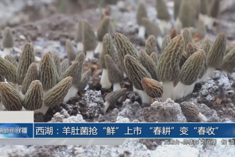 西湖：羊肚菌抢“鲜”上市 “春耕”变“春收”