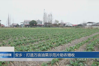 安乡：打造万亩油菜示范片助农增收