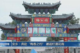安乡：奔赴“梅香之约” 邂逅烂漫花海