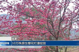 临澧：10万株原生樱花烂漫绽放