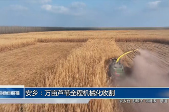 安乡：万亩芦苇全程机械化收割