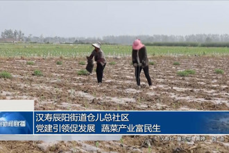 汉寿辰阳街道仓儿总社区：党建引领促发展 蔬菜产业富民生