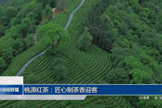 桃源红茶：匠心制茶香迎客