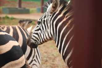 【常来常德 常“游”所得】汉寿，野趣王国欢乐多