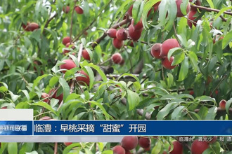 临澧：早桃采摘“甜蜜”开园