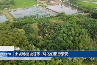 汉寿：土坡地植被苍翠 鹭鸟们栖息繁衍