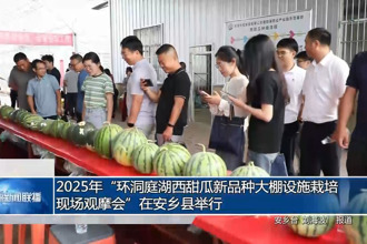 2025年“环洞庭湖西甜瓜新品种大棚设施栽培现场观摩会”在安乡县举行