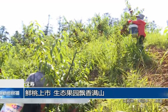 汉寿：鲜桃上市 生态果园飘香满山