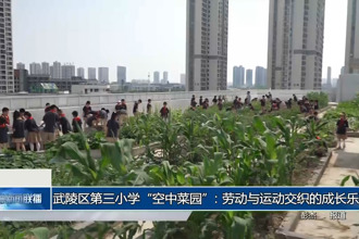 武陵区第三小学“空中菜园”：劳动与运动交织的成长乐园