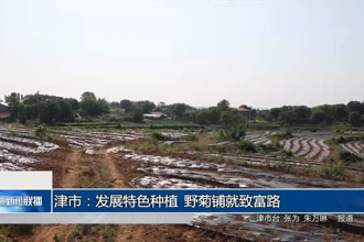 津市：发展特色种植 野菊铺就致富路