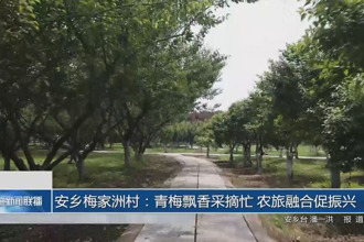 安乡梅家洲村：青梅飘香采摘忙 农旅融合促振兴