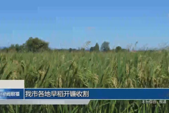 常德各地早稻开镰收割