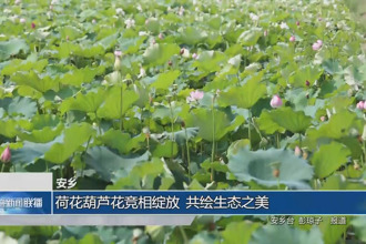 安乡：荷花葫芦花竞绽放 共绘生态之美