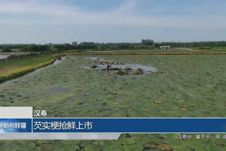 汉寿：芡实梗抢鲜上市