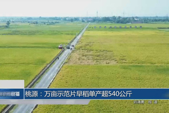 桃源：万亩示范片早稻单产超540公斤