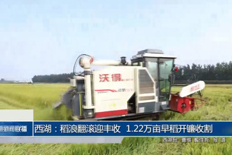 西湖：稻浪翻滚迎丰收 1.22万亩早稻开镰收割