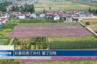 汉寿：长春花美了乡村 富了百姓
