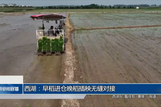 西湖：早稻进仓晚稻插秧无缝对接