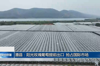 澧县：阳光玫瑰葡萄提前出口 抢占国际市场
