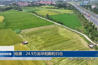 临澧：24.9万亩早稻归仓 晚稻新绿满田畴