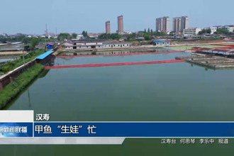 汉寿：甲鱼“生娃”忙