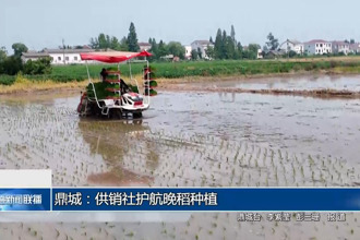 鼎城区：供销社护航晚稻种植