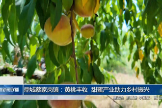 鼎城蔡家岗镇：黄桃丰收 甜蜜产业助力乡村振兴