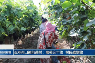 汉寿洲口镇前进村：葡萄迎丰收 村民喜增收