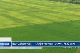 柳叶湖卸甲洲村：试种新型水稻 拓宽村民致富路