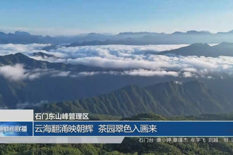 石门东山峰管理区：云海翻涌映朝辉 茶园翠色入画来