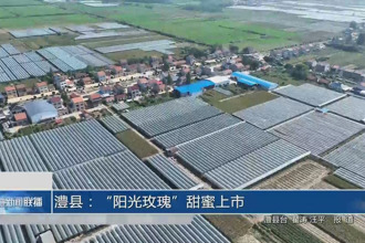 澧县：“阳光玫瑰”甜蜜上市