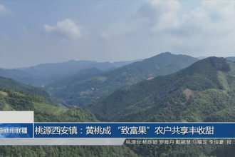 桃源西安镇：黄桃成 “致富果”农户共享丰收甜