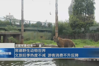 常德野生动物世界：文旅旺季热度不减 游客消费“不升反降”