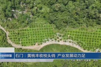 石门：黄桃丰收枝头俏 产业发展动力足