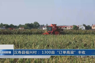 汉寿福兴村： 1300亩“订单高粱”丰收