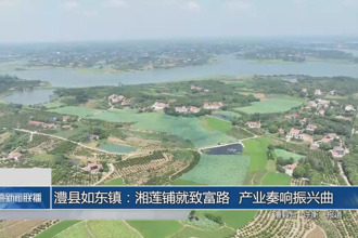 澧县如东镇：湘莲铺就致富路 产业奏响振兴曲