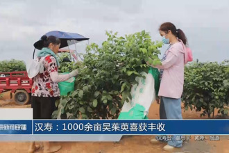 汉寿：1000余亩吴茱萸喜获丰收