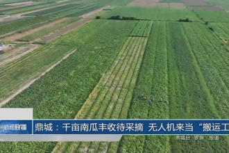 鼎城：千亩南瓜丰收待采摘 无人机来当“搬运工”