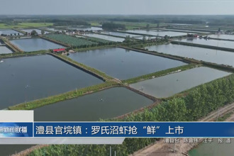 澧县官垸镇：罗氏沼虾抢“鲜”上市