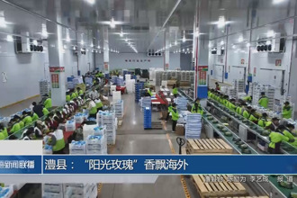 澧县：“阳光玫瑰”香飘海外