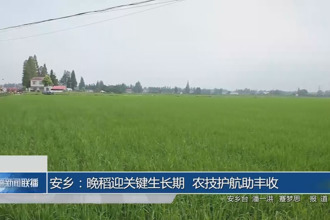 安乡：晚稻迎关键生长期 农技护航助丰收