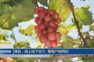 澧县：线上线下同发力 葡萄产销两旺